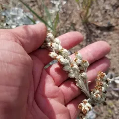Hoary Mugwort thumbnail 4