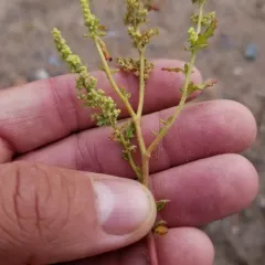Jerusalem oak thumbnail 2