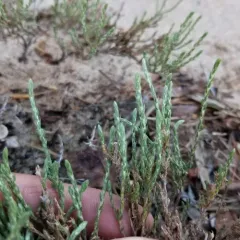 woolly beachheather thumbnail 4