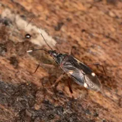 Fulvius imbecilis thumbnail 4