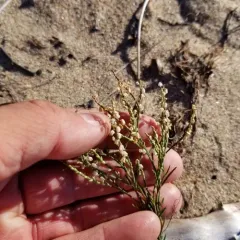 Coastal jointweed thumbnail 2