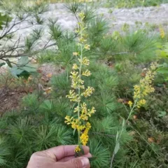 Hairy Goldenrod thumbnail 3