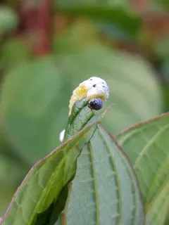 Macremphytus lovetti thumbnail 1