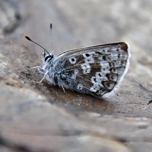 Arctic Blue