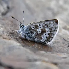 Arctic Blue thumbnail 1