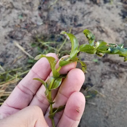 Richardson's pondweed