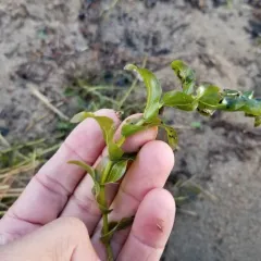 Richardson's pondweed thumbnail 1