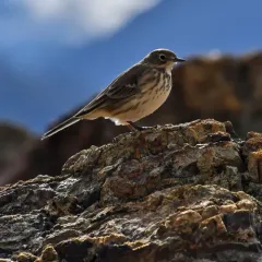American Pipit thumbnail 2