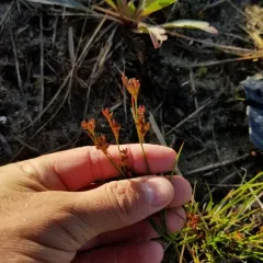 Narrow-panicle Rush thumbnail 2