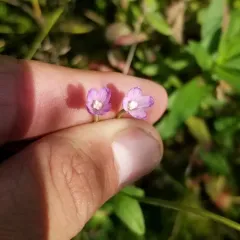 Hoary Willowherb thumbnail 3