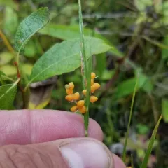 golden sedge thumbnail 2