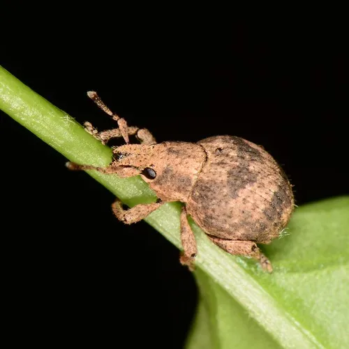 Two-banded Japanese Weevil