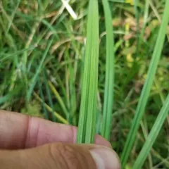 lake sedge thumbnail 3