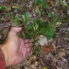 Hickey's tree-clubmoss thumbnail 4