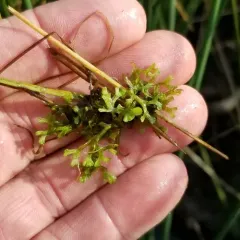 Floating Crystalwort thumbnail 2