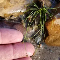 Matted Spikerush thumbnail 4
