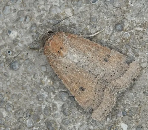 Well-marked Cutworm Moth