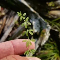 Stiff Marsh Bedstraw thumbnail 2