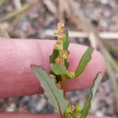 oak-leaved goosefoot thumbnail 4