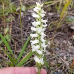 Sphinx ladies’ tresses thumbnail 3