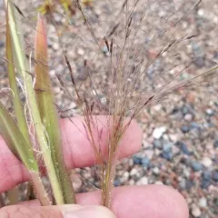 witch grass thumbnail 4