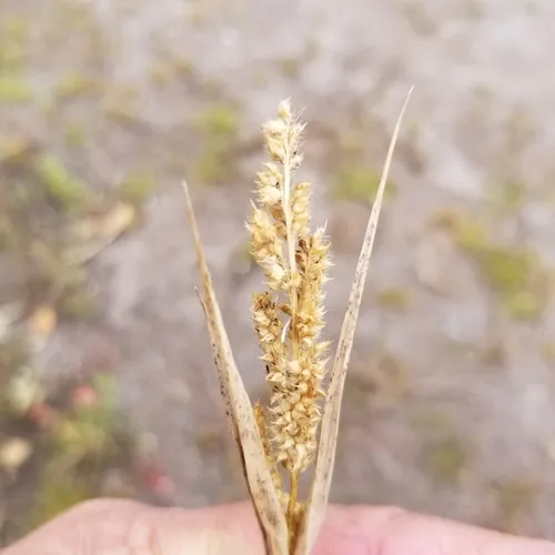 rough barnyard grass