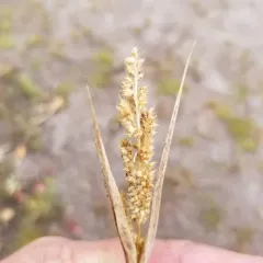 rough barnyard grass thumbnail 1