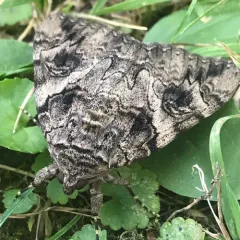 Penitent Underwing thumbnail 2