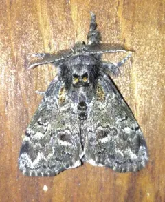 Yellow-based Tussock Moth thumbnail 2