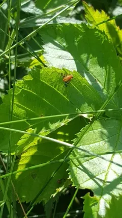 Oestrophasia signifera thumbnail 2