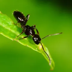 Nearctic Carpenter Ant thumbnail 4
