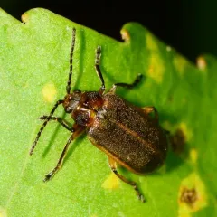 Waterlily Leaf Beetle thumbnail 4