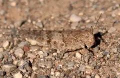 Occidental Grasshopper thumbnail 2