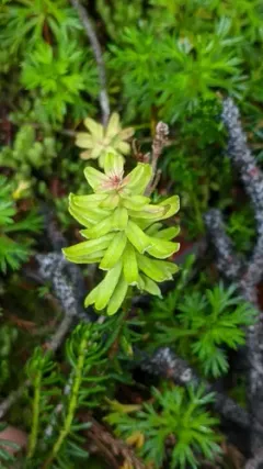 Exobasidium phyllodoces thumbnail 2