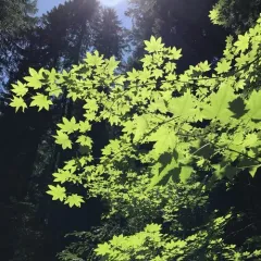 Vine Maple thumbnail 2