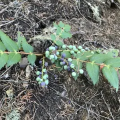 Cascade Oregon-grape thumbnail 3