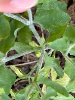 Erysiphe euphorbiicola thumbnail 3