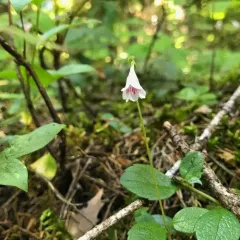 Twinflower thumbnail 4