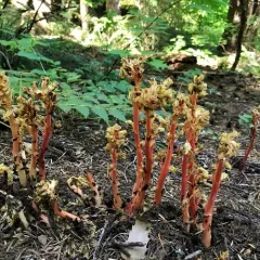 pinesap thumbnail 3