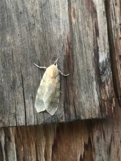 Edwards' Glassy-wing Moth thumbnail 1