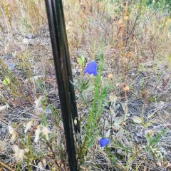 Alaskan bellflower thumbnail 3