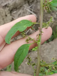 Many-seeded Goosefoot thumbnail 2