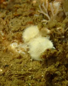 Ridge-tailed Dorid thumbnail 2