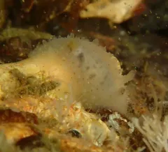 Chan's Dorid thumbnail 3