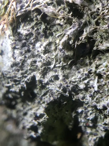 Strigula stigmatella