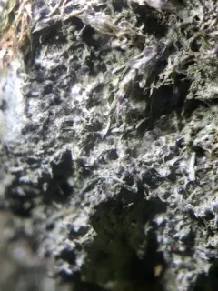 Strigula stigmatella thumbnail 1