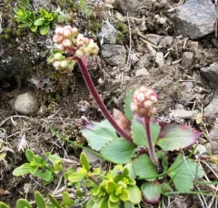 Western Saxifrage thumbnail 1