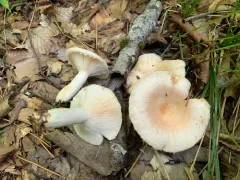 Woolly Milkcap thumbnail 3