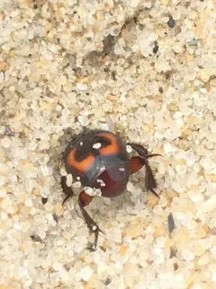 Spilodiscus arcuatus thumbnail 2