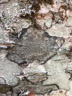 Fuscidea arboricola thumbnail 2